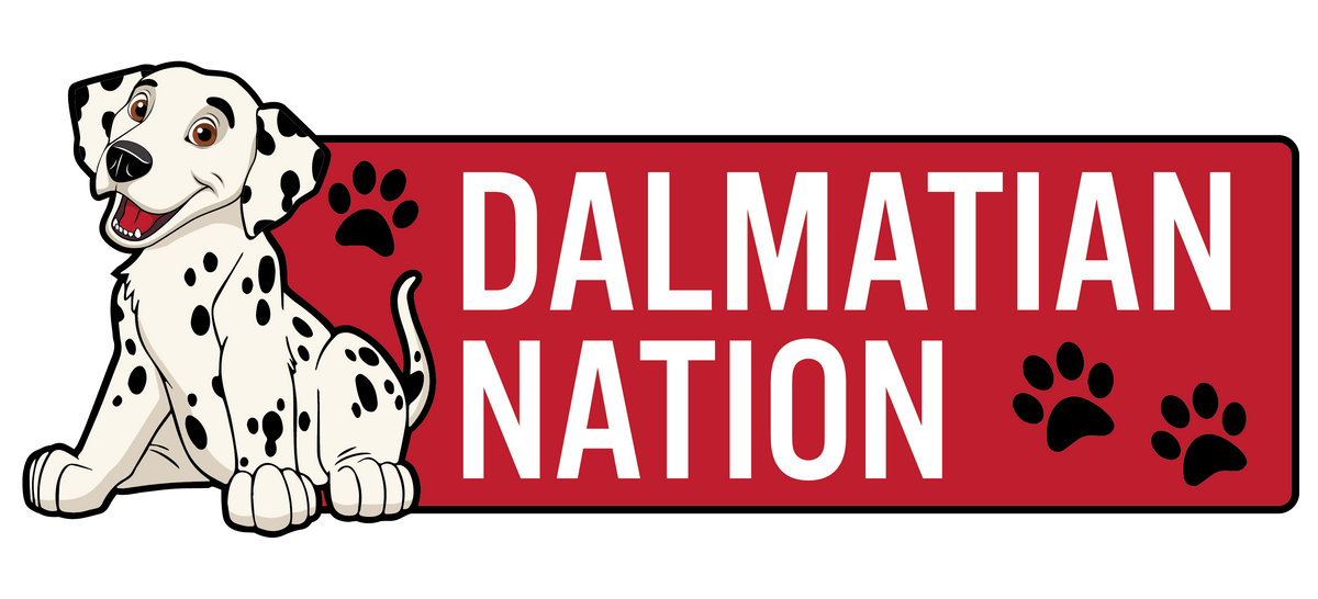 D'Arcy Elementary Embroidery In Motion